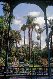 Image du Maroc Professionnelle de  Le Jardin Majorelle une pure merveille crée par le peintre français Jacques Majorelle, qui a eu le coup de foudre pour Marrakech. Yves Saint Laurent et Pierre Bergé font l’acquisition de ce havre de paix durant les années quatre-vingt où Yves Saint Laurent dessina plusieurs pièces. son voeux était de faire de ce parc une œuvre d’art vivante. On y découvre des plantes provenant des cinq continents, yuccas d’Océanie, lotus d’Asie, cactus d’Amérique, palmiers d’Afrique et cyprès d’Europe …, à Marrakech le Lundi 18 Août 1997. ((Photo / Abdeljalil Bounhar)